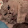 Qx88's profile picture