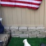 FreedomDog profil fotoğrafı