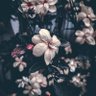 Фото профиля Zinad Atif