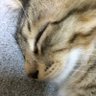 nyaco's profile picture