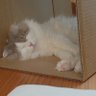 ちょっと、ビギナーなガスト profil fotoğrafı