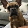 Reform Dog's profile picture