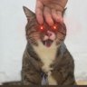 Laser-eyed Pleb profil fotoğrafı