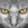 Фото профиля Stray Cat