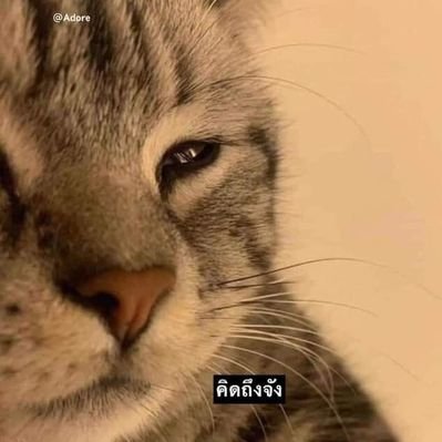 DSIfbii's profile picture