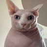 Profilbild von Mr Ishihara