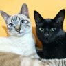 NiWY profil fotoğrafı