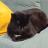 Фото профиля Schwartz Katze