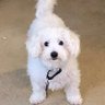 Buddy the Dog 的头像