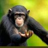 Profilbild von Themba