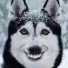 Profilbild von lilu