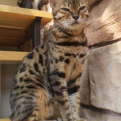 Marashantia's profile picture
