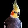 すにーく profil fotoğrafı