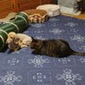 わんにゃんのしもべ profil fotoğrafı