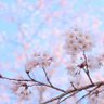ゆり_PINKY. profil fotoğrafı