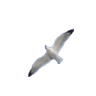 Seagull's profile picture