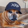 Jeffrey XRP 的头像