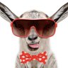 @realGoatTurd 🇺🇸🐐💩 profil fotoğrafı
