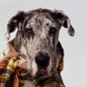 Bilbo profil fotoğrafı