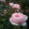 Mel 🇳🇴 🇩🇰 🇸🇪 🇫🇮 🇺🇸 (no DM's, no lists)🌻's profile picture