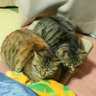Kakuko_Kathy profil fotoğrafı
