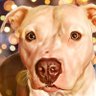KaijuKing profil fotoğrafı