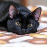 ~KuCinGHitAm~ profil fotoğrafı