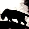 Bagheera's profile picture