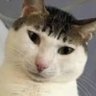 William Khamor's profile picture