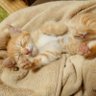 💤ねむねこﾁｬﾝ💤 profil fotoğrafı