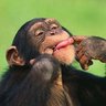 Monkey Palestra 的头像