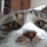はむぱぱ 的头像