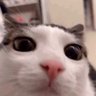 🪐⚡️strange cat⚡️🪐 的头像