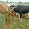 Profilbild von BBG MPOFU@mzilikazi
