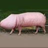 Фото профиля Cerderpoller 🐖 ⭐💫✨