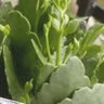 Peynir Ekmek profil fotoğrafı