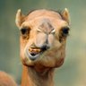خارشتر تگری's profile picture