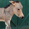 Фото профиля Zonkey