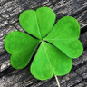 Great Lucky Charm profil fotoğrafı