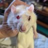 Jillian 🐀 #ratified's profile picture