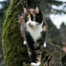 🐱Gata del paramo😺 的头像