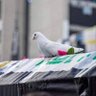 Zain Abdu profil fotoğrafı