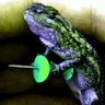 🦎📌 iggy's got a point profil fotoğrafı