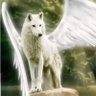 Lynn she1whitewolf 的头像