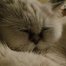 Mommy Catty's profile picture