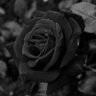 Its_Dark_66 profil fotoğrafı