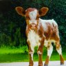 Jessy b's profile picture