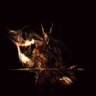 Hollow Knight profil fotoğrafı