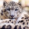 Profilbild von Snow Leopard