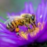 💜JaguarBeesOz-Indoor Air Quality Legislation profil fotoğrafı